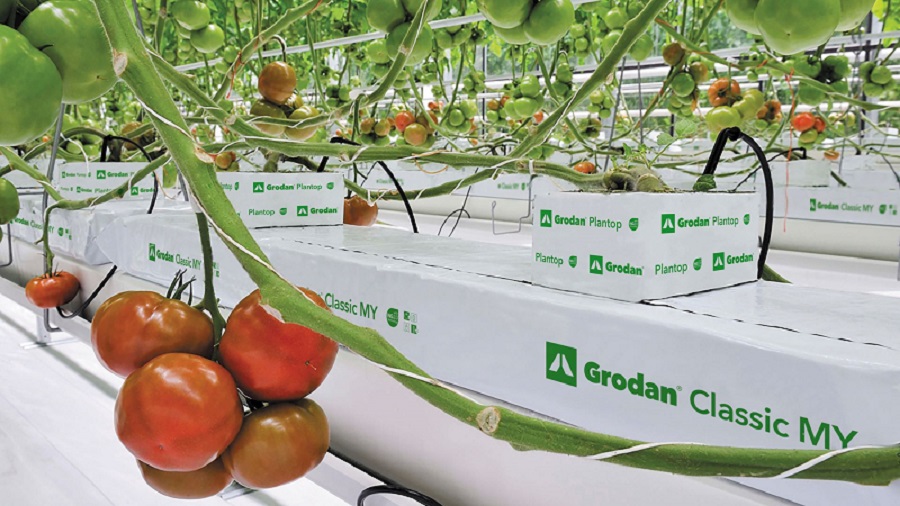 Grodan Classic MY 100x20 - slika 3