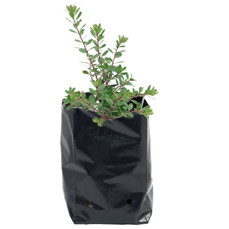 GrowBag PVC saksija 3L - slika 2