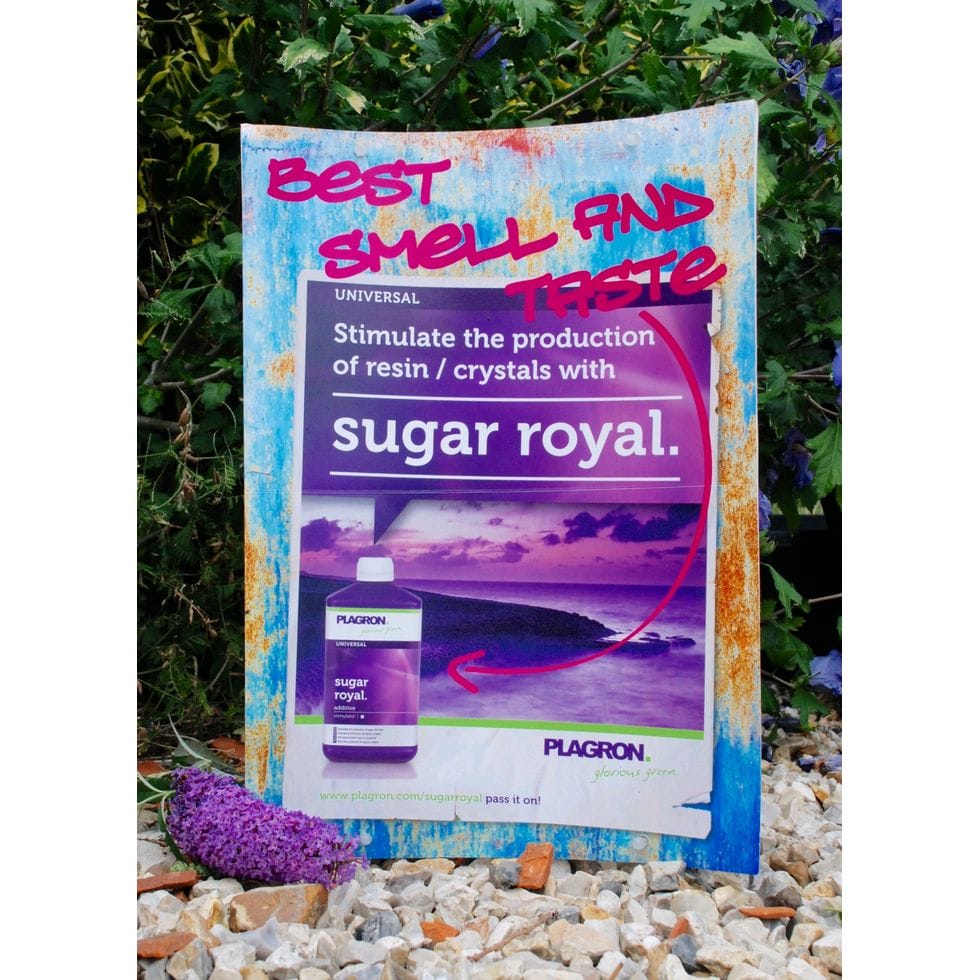 Plagron Sugar Royal 100ml - slika 3