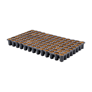 EazyPlug CT104C